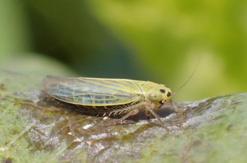 Réf. 335 521 : Cicadula sp.